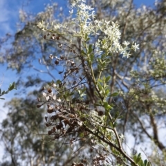 Bursaria spinosa (Native Blackthorn, Sweet Bursaria) at Hughes, ACT - 14 Apr 2020 by JackyF