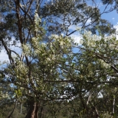 Bursaria spinosa at Hughes, ACT - 14 Apr 2020