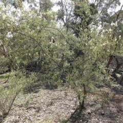 Bursaria spinosa at Hughes, ACT - 14 Apr 2020