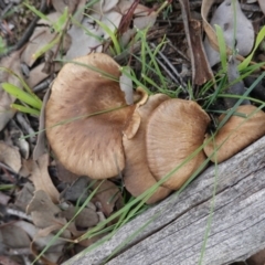 Unidentified Fungus at Red Hill Nature Reserve - 14 Apr 2020 by JackyF