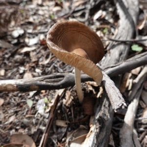 Oudemansiella gigaspora group at Deakin, ACT - 14 Apr 2020