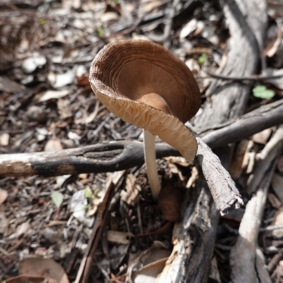 Oudemansiella gigaspora group (Rooting Shank) at Red Hill Nature Reserve - 14 Apr 2020 by JackyF