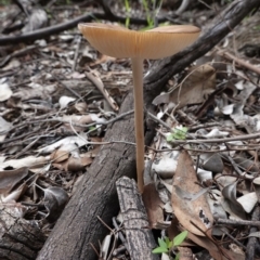 Oudemansiella gigaspora group at Deakin, ACT - 14 Apr 2020