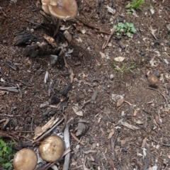 Oudemansiella gigaspora group at Deakin, ACT - 14 Apr 2020