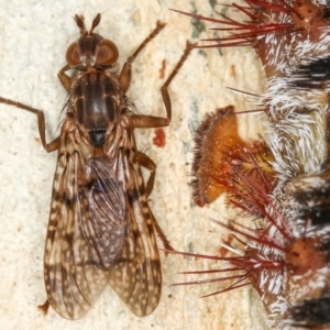 Cardiacera sp. (genus) at Dunlop, ACT - 15 Jan 2013 10:16 AM