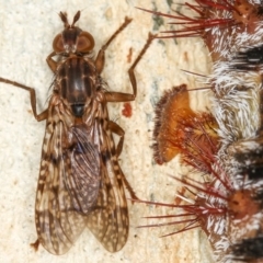 Cardiacera sp. (genus) (Scarab Fly) at Dunlop, ACT - 14 Jan 2013 by Bron