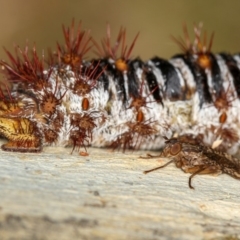 Cardiacera sp. (genus) at Dunlop, ACT - 15 Jan 2013 10:16 AM