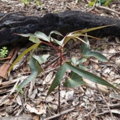 Brachychiton populneus subsp. populneus (Kurrajong) at Deakin, ACT - 14 Apr 2020 by JackyF