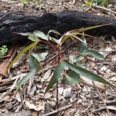 Brachychiton populneus subsp. populneus (Kurrajong) at Deakin, ACT - 14 Apr 2020 by JackyF