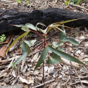 Brachychiton populneus subsp. populneus at Deakin, ACT - 14 Apr 2020