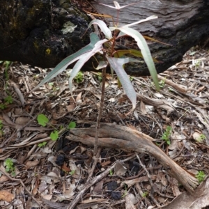 Brachychiton populneus subsp. populneus at Deakin, ACT - 14 Apr 2020