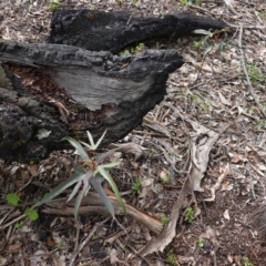 Brachychiton populneus subsp. populneus at Deakin, ACT - 14 Apr 2020