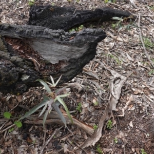 Brachychiton populneus subsp. populneus at Deakin, ACT - 14 Apr 2020