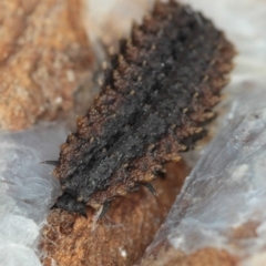 Lycidae (family) (Net-winged beetle) at Dunlop, ACT - 5 Apr 2012 by Bron