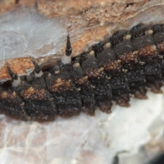 Lycidae sp. (family) at Dunlop, ACT - 5 Apr 2012