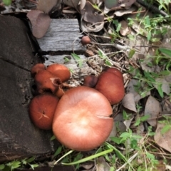 Tubaria rufofulva (Burgundy Wood Tubaria) at Red Hill Nature Reserve - 14 Apr 2020 by JackyF