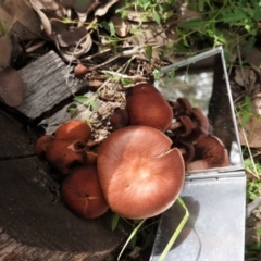 Tubaria rufofulva at Deakin, ACT - 14 Apr 2020