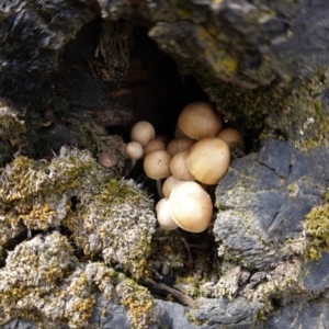 Mycena sp. at Deakin, ACT - 14 Apr 2020