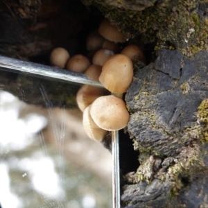 Mycena sp. at Deakin, ACT - 14 Apr 2020 11:46 AM