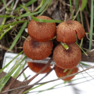 Unidentified Fungus at Red Hill Nature Reserve - 14 Apr 2020 by JackyF