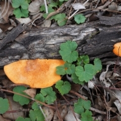 Trametes coccinea (Scarlet Bracket) at Deakin, ACT - 14 Apr 2020 by JackyF