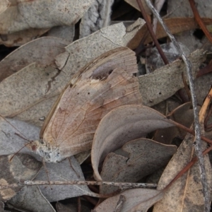 Heteronympha merope at Deakin, ACT - 14 Apr 2020 12:55 PM