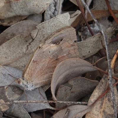 Heteronympha merope (Common Brown Butterfly) at Deakin, ACT - 14 Apr 2020 by JackyF