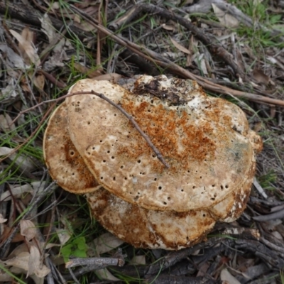 Laetiporus portentosus (White Punk) at Deakin, ACT - 14 Apr 2020 by JackyF