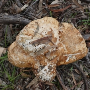 Laetiporus portentosus at Deakin, ACT - 14 Apr 2020