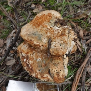 Laetiporus portentosus at Deakin, ACT - 14 Apr 2020