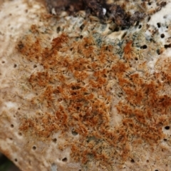 Laetiporus portentosus at Deakin, ACT - 14 Apr 2020