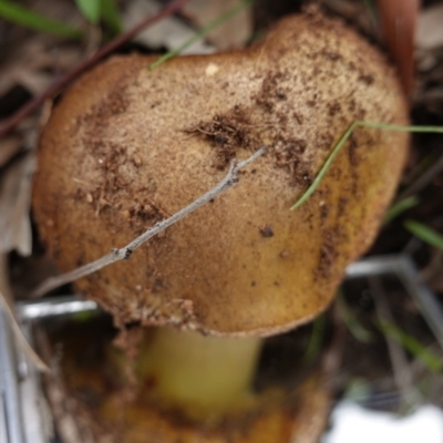 zz bolete at Red Hill Nature Reserve - 14 Apr 2020 by JackyF