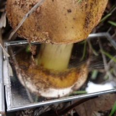 zz bolete at Deakin, ACT - 14 Apr 2020