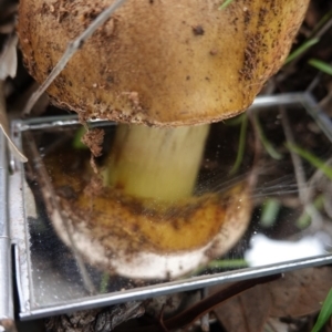 zz bolete at Deakin, ACT - 14 Apr 2020