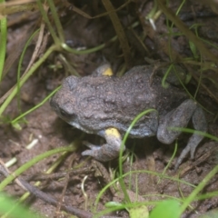 Pseudophryne bibronii (Brown Toadlet) at Lower Cotter Catchment - 14 Apr 2020 by danswell