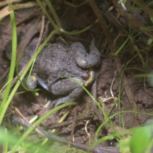 Pseudophryne bibronii at Uriarra Village, ACT - 14 Apr 2020