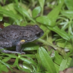 Pseudophryne bibronii at Uriarra Village, ACT - 14 Apr 2020