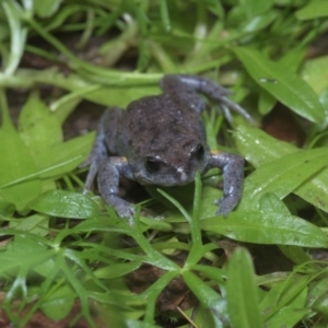 Pseudophryne bibronii at Uriarra Village, ACT - 14 Apr 2020