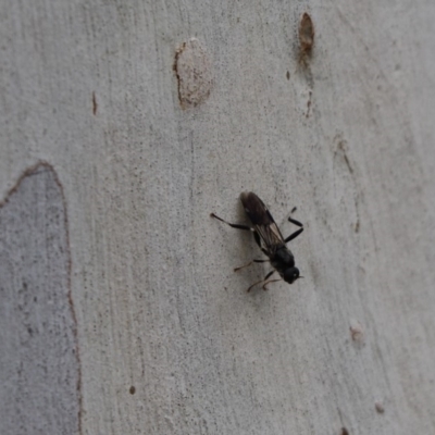 Exaireta spinigera (Garden Soldier Fly) at Cook, ACT - 14 Apr 2020 by Tammy