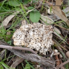 Laetiporus portentosus (White Punk) at Red Hill Nature Reserve - 14 Apr 2020 by JackyF