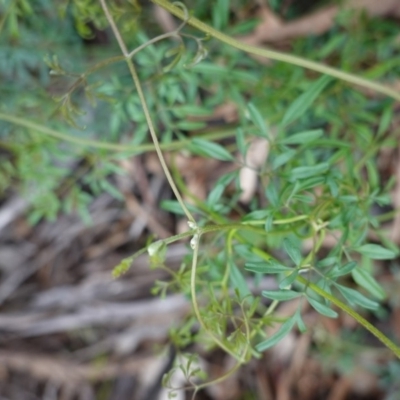 Clematis leptophylla (Small-leaf Clematis, Old Man's Beard) at Red Hill Nature Reserve - 14 Apr 2020 by JackyF