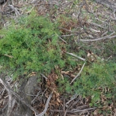 Clematis leptophylla at Deakin, ACT - 14 Apr 2020