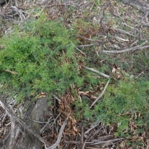 Clematis leptophylla at Deakin, ACT - 14 Apr 2020