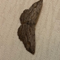 Ectropis excursaria (Common Bark Moth) at Hughes, ACT - 14 Apr 2020 by LisaH