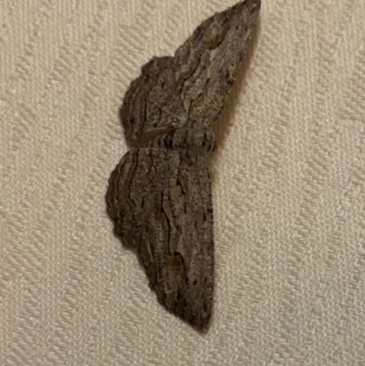 Ectropis excursaria (Common Bark Moth) at Hughes, ACT - 14 Apr 2020 by LisaH