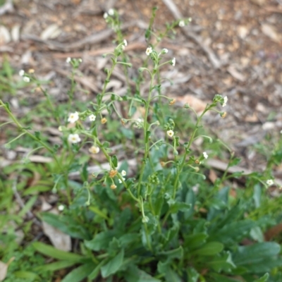 Hackelia suaveolens (Sweet Hounds Tongue) at Red Hill Nature Reserve - 14 Apr 2020 by JackyF
