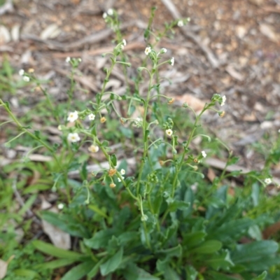 Hackelia suaveolens (Sweet Hounds Tongue) at Deakin, ACT - 14 Apr 2020 by JackyF