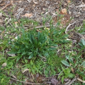 Hackelia suaveolens at Deakin, ACT - 14 Apr 2020