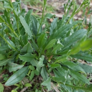 Hackelia suaveolens at Deakin, ACT - 14 Apr 2020