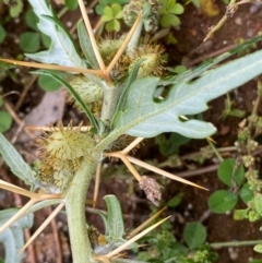 Xanthium spinosum (Bathurst Burr) at Hughes, ACT - 13 Apr 2020 by LisaH